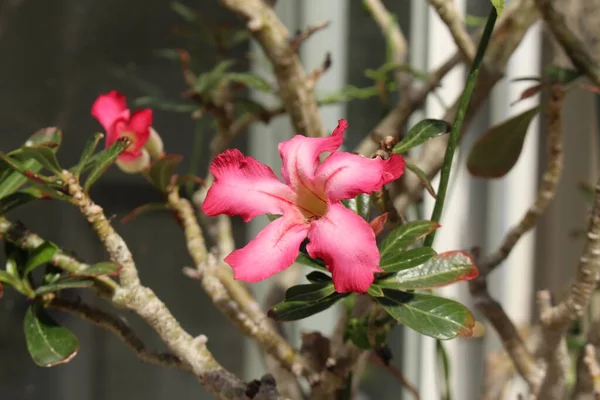 德国慕尼黑的红色和粉色 沙漠玫瑰 或Abi Star Kudu Mock Azalea Impala Lily 其科学名称为Adenium — 图库照片