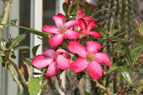 Vermelho Rosa Desert Rose Abi Star Kudu Mock Azalea Impala — Fotografia de Stock