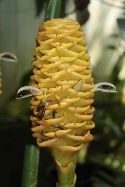 德国慕尼黑的蜂窝姜花 或Nodding Gingerwort 牠们的学名是 原产于马来西亚半岛 — 图库照片