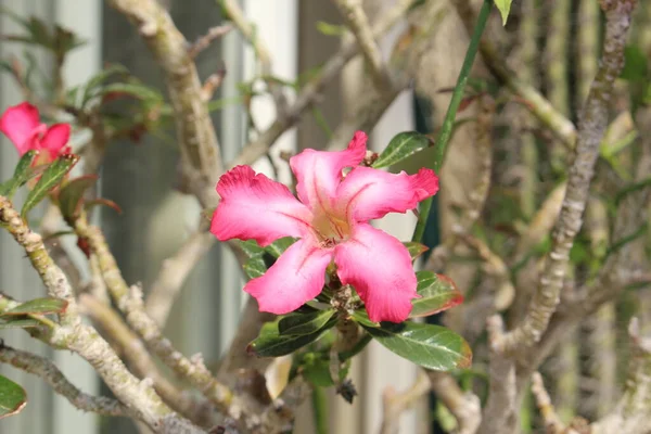 Червоний Рожевий Desert Rose Або Abi Star Kudu Mock Azalea — стокове фото