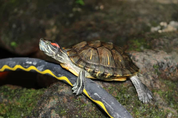 Roodoorschildpad Roodoorschildpad München Duitsland Wetenschappelijke Naam Trachemys Scripta Elegans Bekend — Stockfoto