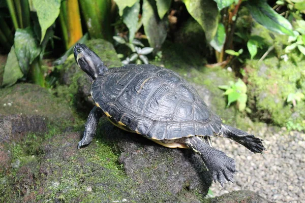 Red Eared Slider Tartaruga Terrapin Orelhas Vermelhas Munique Alemanha Seu — Fotografia de Stock