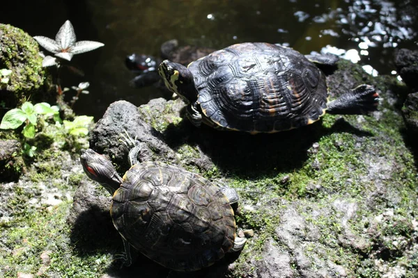 Red Eared Slider Tartaruga Terrapin Orelhas Vermelhas Munique Alemanha Seu — Fotografia de Stock