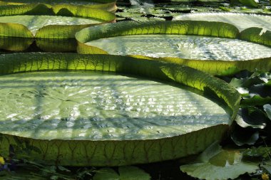 Münih, Almanya 'da devasa 