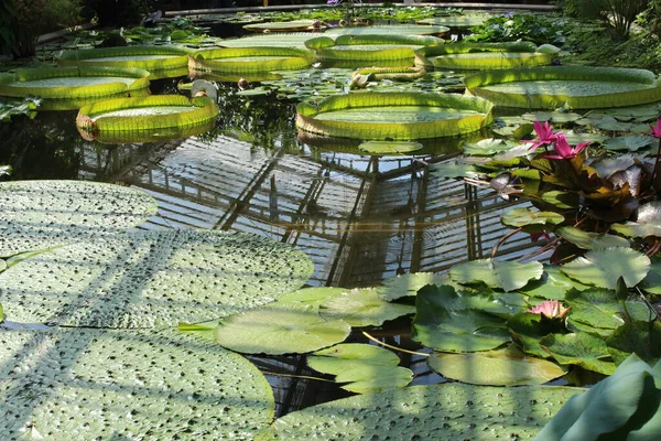Almohadillas Gigantescas Santa Cruz Water Lily Water Platter Yrupe Munich — Foto de Stock