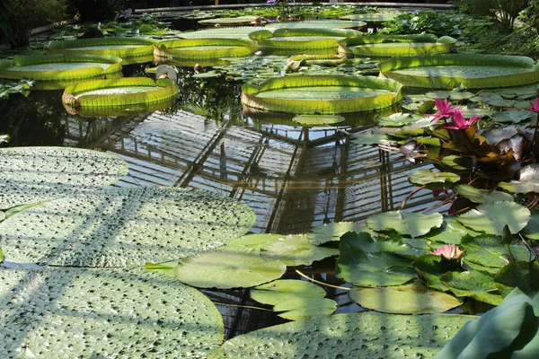 Gigantische Santa Cruz Seerose Matten Oder Wasserplatte Yrupe München Deutschland — Stockfoto