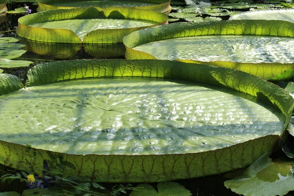 Gigantische Santa Cruz Seerose Matten Oder Wasserplatte Yrupe München Deutschland — Stockfoto