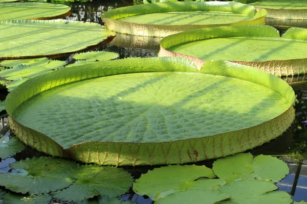 Gigantické Santa Cruz Water Lily Podložky Nebo Vodní Talíř Yrupe — Stock fotografie