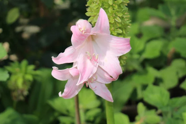 Bílá Belladonna Lily Květina Nebo Jersey Lily Nahá Lady Lily — Stock fotografie