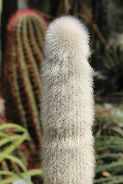 Wooly Torch Cactus Або Silver Torch Мюнхені Німеччина Його Наукова — стокове фото
