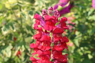 Almanya 'nın Münih kentinde zehirli kırmızı ve koyu pembe 