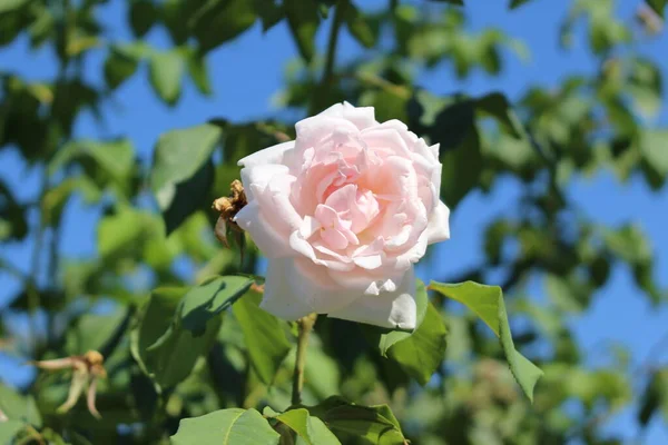 Гипобледно Розовый Цветок Роза Мадам Альфред Каррьер Мюнхене Германия Научное — стоковое фото