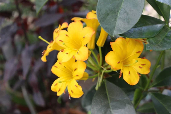 Hybrid Orange Rhododendron Haloed Gold Flowers Munich Germany Its Scientific — Stock Photo, Image