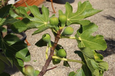 Avusturya 'nın Innsbruck şehrinde bilimsel olarak Ficus Carica olarak bilinen incir ağacında yeşil çiğ incir..
