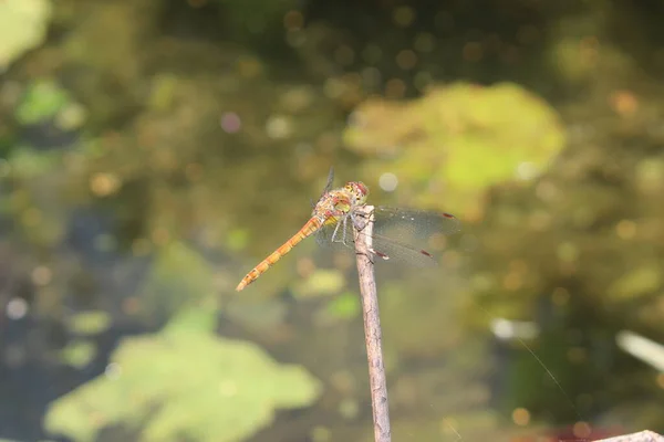 Female Red Veined Darter Dragonfly Nomad Dragonfly Innsbruck Austria Its — Stock Photo, Image