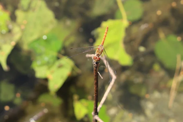 Female Red Veined Darter Dragonfly Nomad Dragonfly Innsbruck Austria Its — Stock Photo, Image