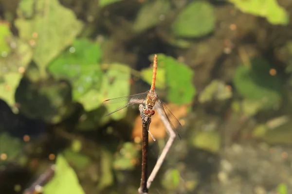 Female Red Veined Darter Dragonfly Nomad Dragonfly Innsbruck Austria Its — Stock Photo, Image