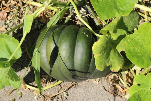 Abóbora Verde Madura Crescendo Remendo Vegetal Innsbruck Áustria — Fotografia de Stock