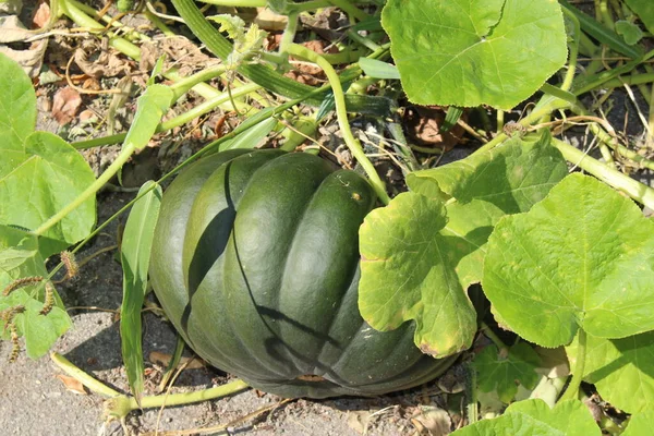 Abóbora Verde Madura Crescendo Remendo Vegetal Innsbruck Áustria — Fotografia de Stock