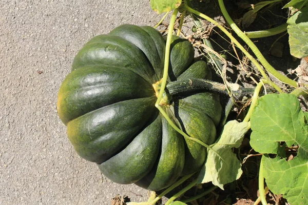 Abóbora Verde Madura Crescendo Remendo Vegetal Innsbruck Áustria — Fotografia de Stock