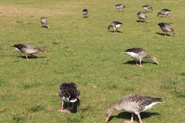 Ördekler Almanya 'nın Münih kentindeki İngiliz Bahçesi' nde Kleinhesseloher Gölü yakınlarındaki çayırda güneşin tadını çıkarıyorlar..