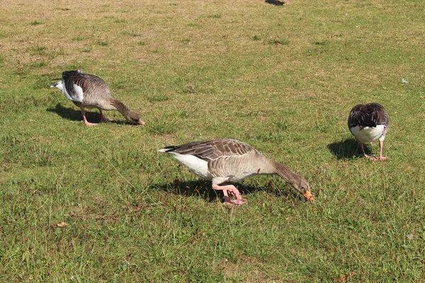 Enten Genießen Die Sonne Auf Der Wiese Kleinhesseloher See Englischen — Stockfoto