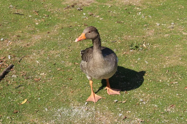 Duck Enjoying Sun Meadow Kleinhesseloher Lake English Garden Englischer Garten — Stock Photo, Image
