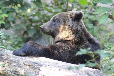 Avusturya 'nın Innsbruck kentindeki Alpine Hayvanat Bahçesi' nde (Alpenzoo) bir 