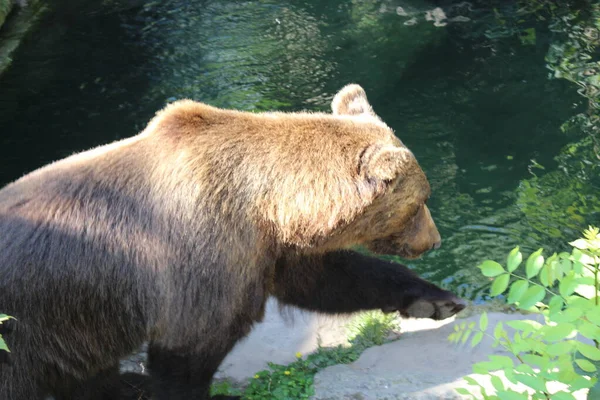 オーストリアのインスブルックにあるアルパイン動物園 アルペン動物園 にある ブラウンベア Ursus Arctos — ストック写真
