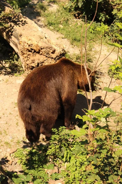Urso Castanho Nome Científico Ursus Arctos Jardim Zoológico Alpino Alpenzoo — Fotografia de Stock