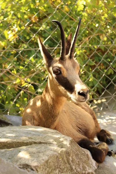 位于奥地利因斯布鲁克阿尔卑斯动物园 Alpenzoo Chamois 科学名称为Rupicapra Rupicapra — 图库照片