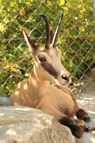 位于奥地利因斯布鲁克阿尔卑斯动物园 Alpenzoo Chamois 科学名称为Rupicapra Rupicapra — 图库照片