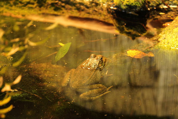  Зеленая "Европейская болотная лягушка" в естественной среде обитания. Его латинское название - Pelophylax Ridibundus
.