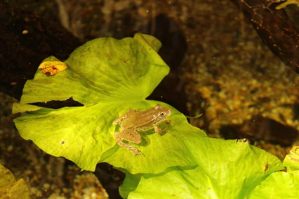 Doğal Ortamında Avrupa Bataklık Kurbağası Latince Adı Pelophylax Ridibundus — Stok fotoğraf
