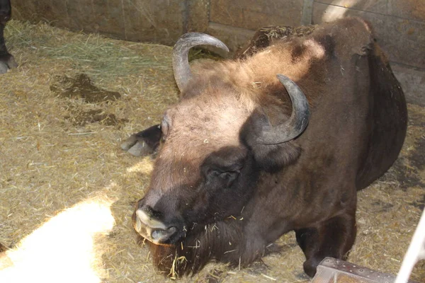 欧洲野牛 也被称为Wisent或European Wood Bison 栖息在地面上 它的学名是Bison Bonasus — 图库照片