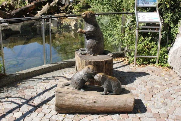 Innsbruck Austria Sierpnia 2015 Europejska Rzeźba Bobra Castor Fiber Przy — Zdjęcie stockowe
