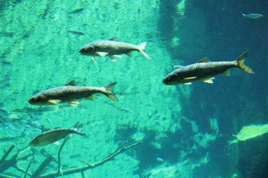 Innsbruck, Avusturya 'daki büyük doğal akvaryumdaki balıklar. (yaygın balık, ışın yüzgeçli balık, avrupa chub, vimba bream, yaygın kasvetli, sıradan rudd, yaygın hamamböceği)