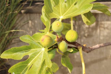 Avusturya 'nın Innsbruck şehrinde bilimsel olarak Ficus Carica olarak bilinen incir ağacında yeşil çiğ incir..