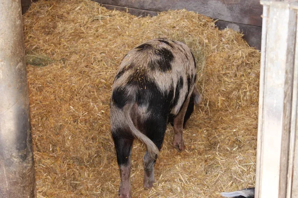 Świnia Turopolje Turopolje Schwein Alpejskim Zoo Alpenzoo Innsbrucku Austria Jest — Zdjęcie stockowe