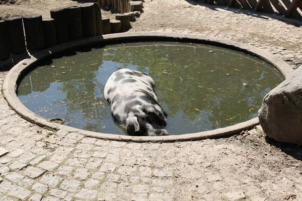 Świnia Turopolje Turopolje Schwein Alpejskim Zoo Alpenzoo Innsbrucku Austria Jest — Zdjęcie stockowe