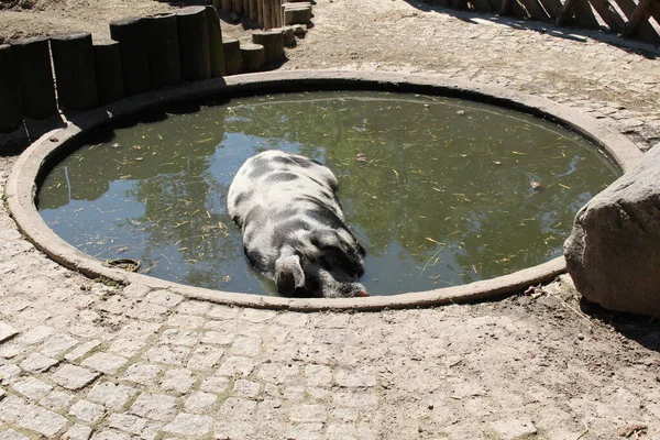 Turopolje Pig Turopolje Schwein Альпийском Зоопарке Alpenzoo Инсбруке Австрия Порода — стоковое фото