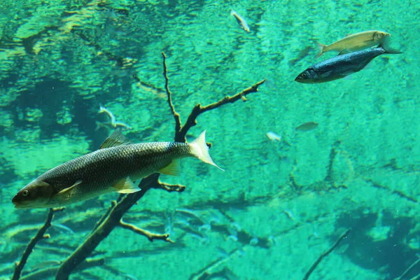 Ryby Dużym Naturalnym Akwarium Innsbrucku Austria Zwyczajny Ryba Tęczowa Kleń — Zdjęcie stockowe