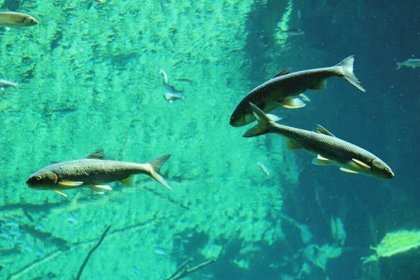 Fish in big natural aquarium in Innsbruck, Austria. (common minnow, ray-finned fish, european chub, vimba bream, common bleak, common rudd, common roach)