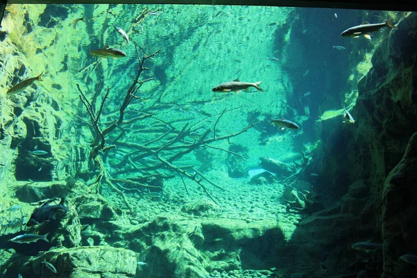 Peces Gran Acuario Natural Innsbruck Austria Minnow Común Peces Aletas —  Fotos de Stock