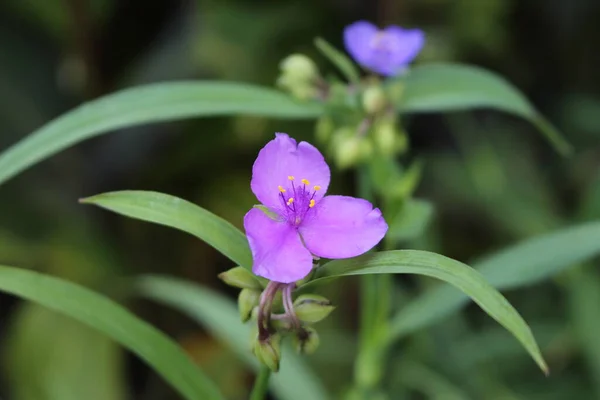 位于奥地利因斯布鲁克的蓝衣花 或俄亥俄蜘蛛草 牠们的学名为Tradescantia Ohiensis 原产于北美洲 — 图库照片