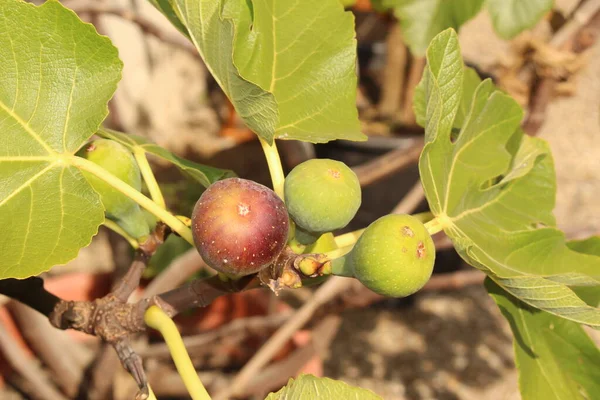 Зеленый Сырой Инжир Инжире Известном Common Fig Научно Названный Ficus — стоковое фото