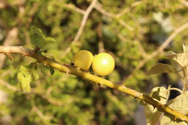 位于奥地利因斯布鲁克的一棵树上长着黄色的 索多姆苹果 它的科学名称是Solanum Sodomaeum 原产于地中海国家 — 图库照片