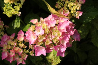 Avusturya 'nın Innsbruck kentinde bulunan Pembe ve sarı 