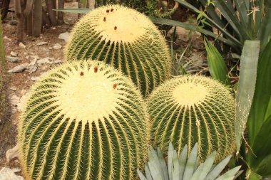 Avusturya 'nın Innsbruck şehrinde büyük bir 