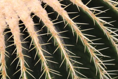 Avusturya 'nın Innsbruck şehrinde büyük 